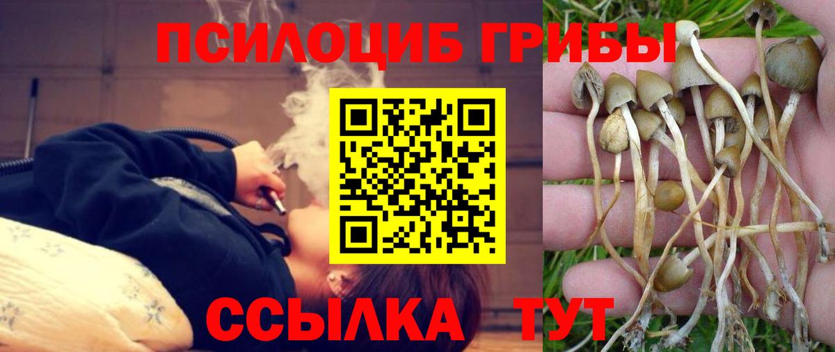 Псилоцибиновые грибы мицелий Старая Купавна